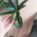 广西芒果苗当年结果嫁接苗南方种植庭院盆栽地栽苗四季芒果苗