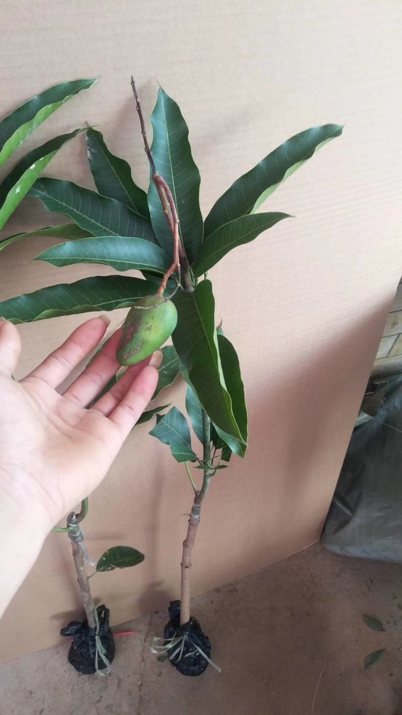 广西芒果苗当年结果嫁接苗南方种植庭院盆栽地栽苗四季芒果苗