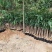 广西芒果苗当年结果嫁接苗南方种植庭院盆栽地栽苗四季芒果苗