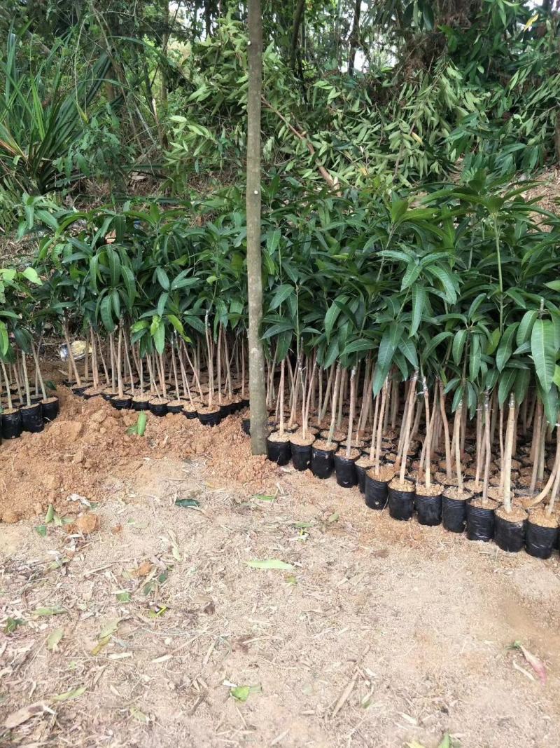 广西芒果苗当年结果嫁接苗南方种植庭院盆栽地栽苗四季芒果苗