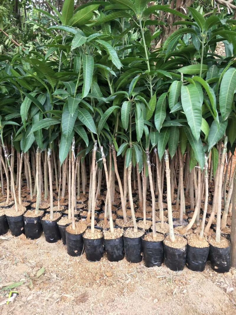 广西芒果苗当年结果嫁接苗南方种植庭院盆栽地栽苗四季芒果苗