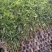 广西芒果苗当年结果嫁接苗南方种植庭院盆栽地栽苗四季芒果苗