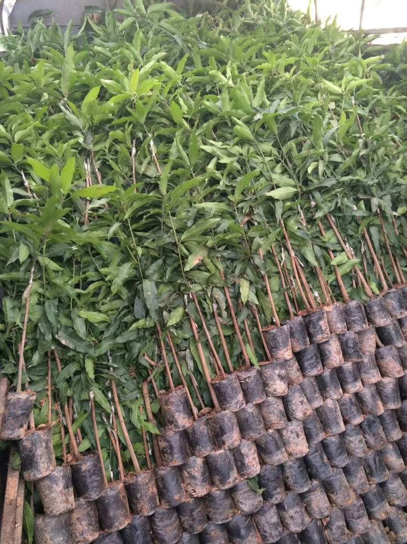 广西芒果苗当年结果嫁接苗南方种植庭院盆栽地栽苗四季芒果苗