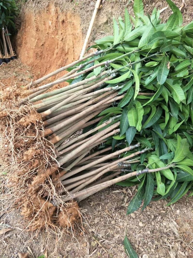 广西芒果苗当年结果嫁接苗南方种植庭院盆栽地栽苗四季芒果苗