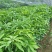 广西芒果苗当年结果嫁接苗南方种植庭院盆栽地栽苗四季芒果苗