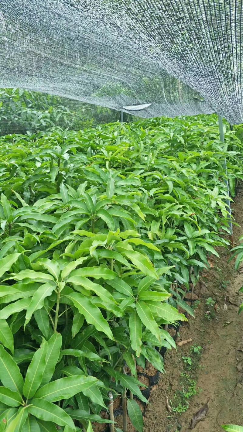 广西芒果苗当年结果嫁接苗南方种植庭院盆栽地栽苗四季芒果苗
