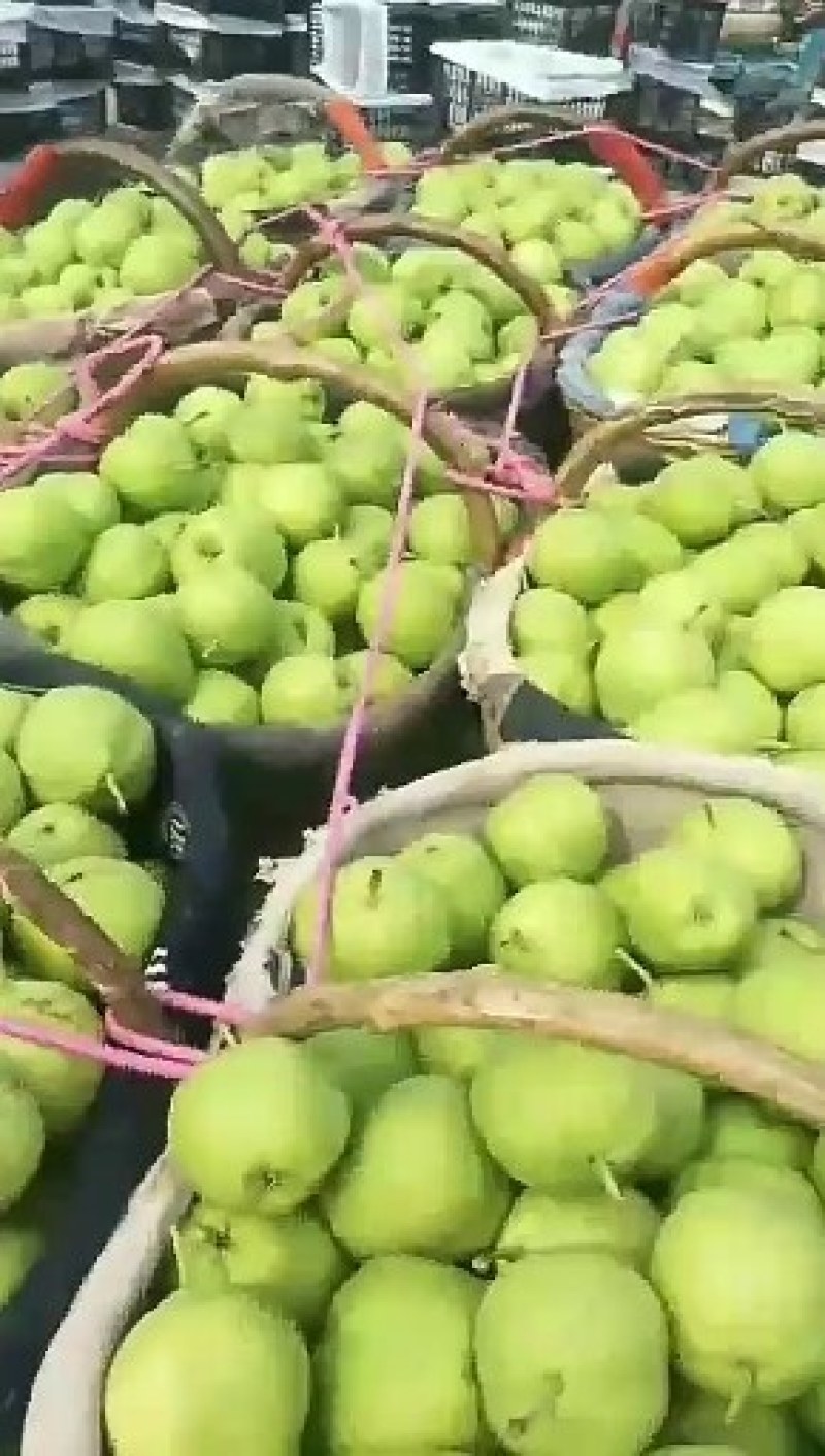 早酥梨价格梨批发早酥梨基地