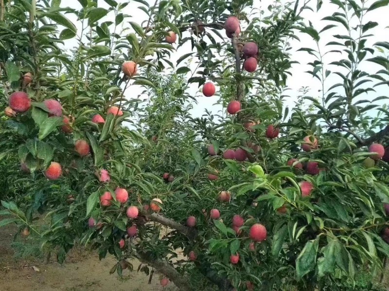 冷库青脆李子价格青脆李子基地