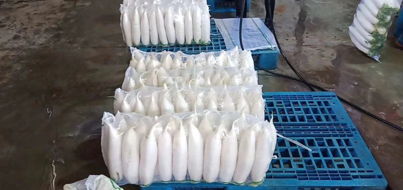 精品白萝卜，基地货源，货源充足，支持视频看货线上交易