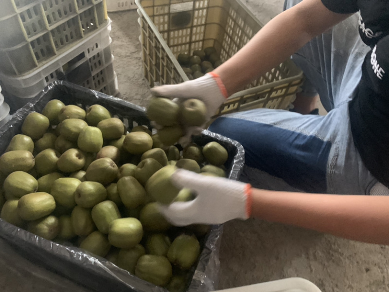 蒲江红心猕猴桃90-110大果