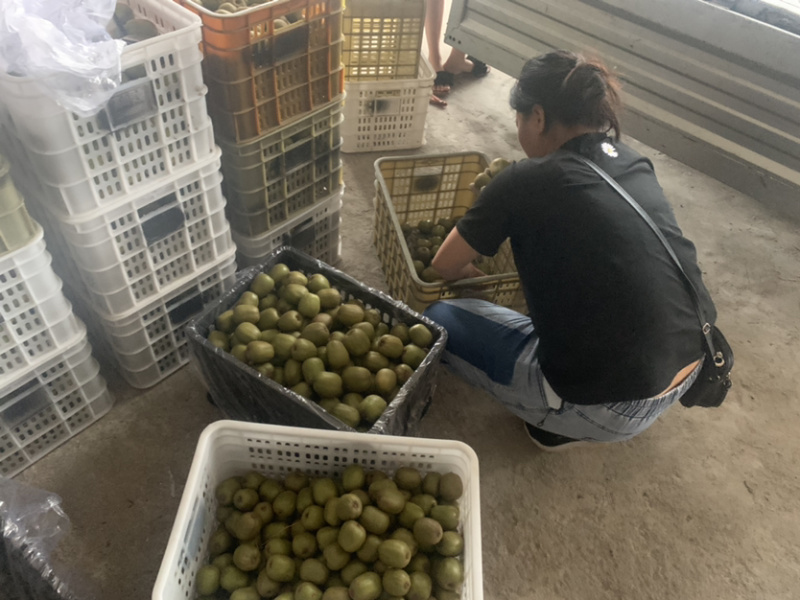 蒲江红心猕猴桃中果