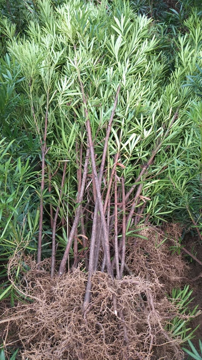 罗汉松苗品种好坏苗包赔欢迎新老客户实地考察！