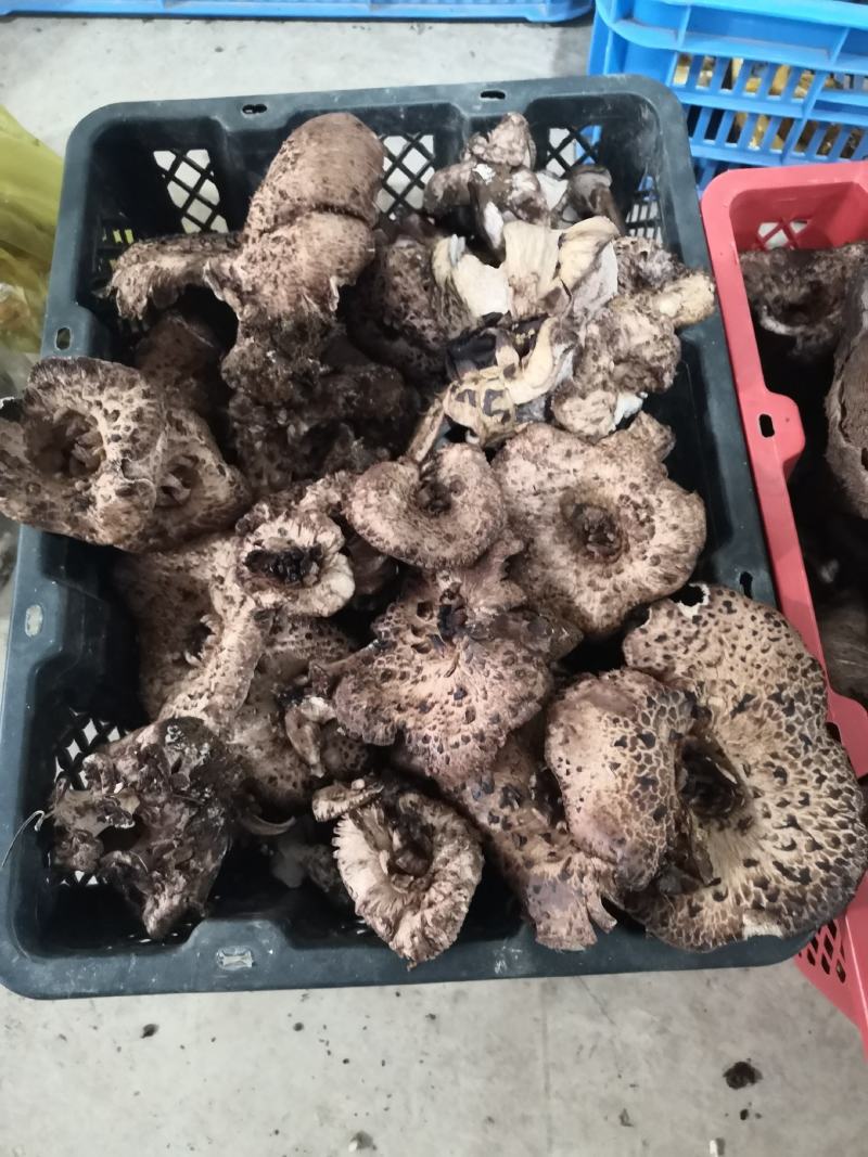 新鲜黑虎掌菌产地一件代发批发顺丰包邮