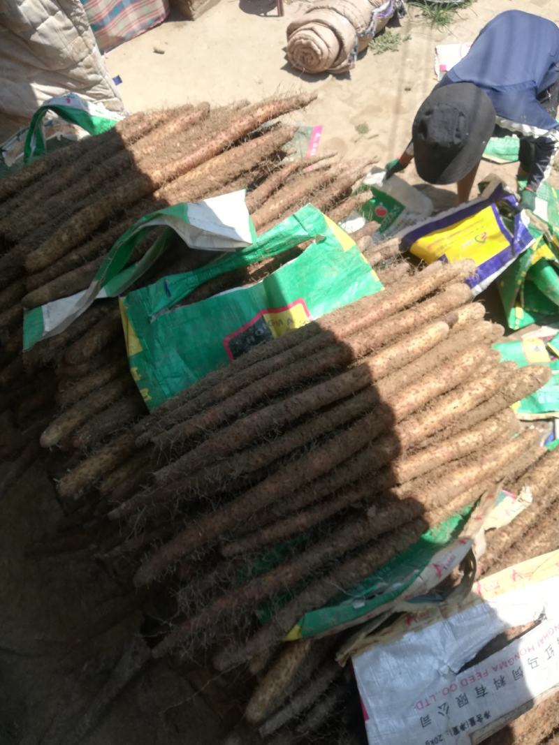 精选保定棒药白嘴白玉紫药一手货源可视频欢迎下单