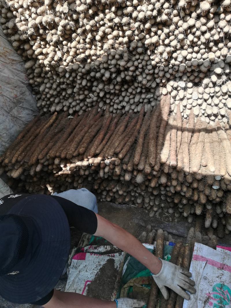 精选保定棒药白嘴白玉紫药一手货源可视频欢迎下单