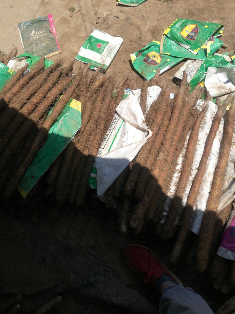 精选保定棒药白嘴白玉紫药一手货源可视频欢迎下单