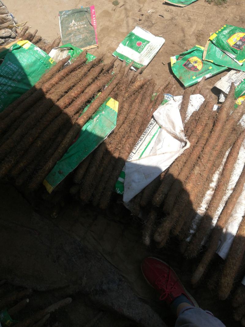 精选保定棒药白嘴白玉紫药一手货源可视频欢迎下单