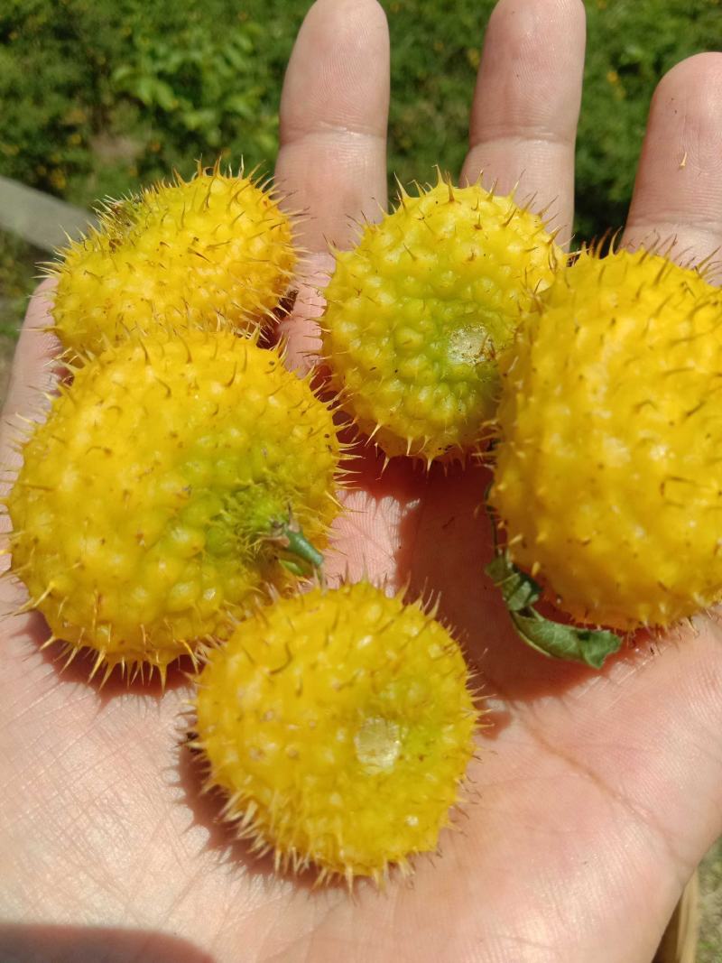 大量新鲜刺梨上市，欢迎骚扰。