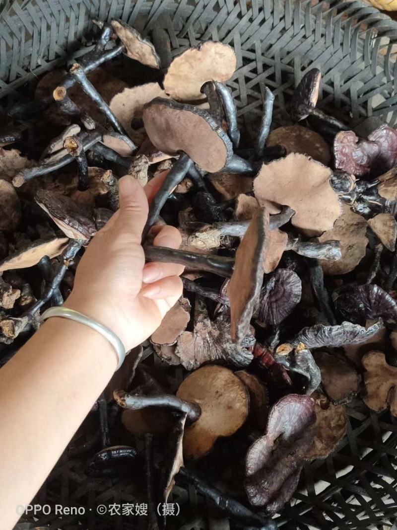 供应各种野生中药材，接单现挖。