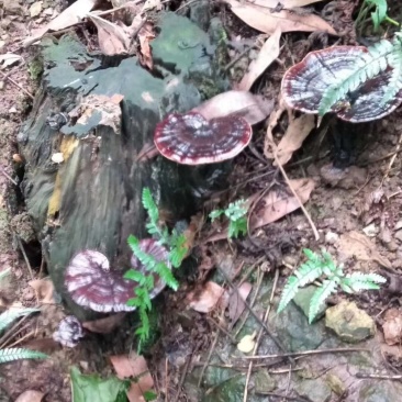 供应各种野生中药材，接单现挖。