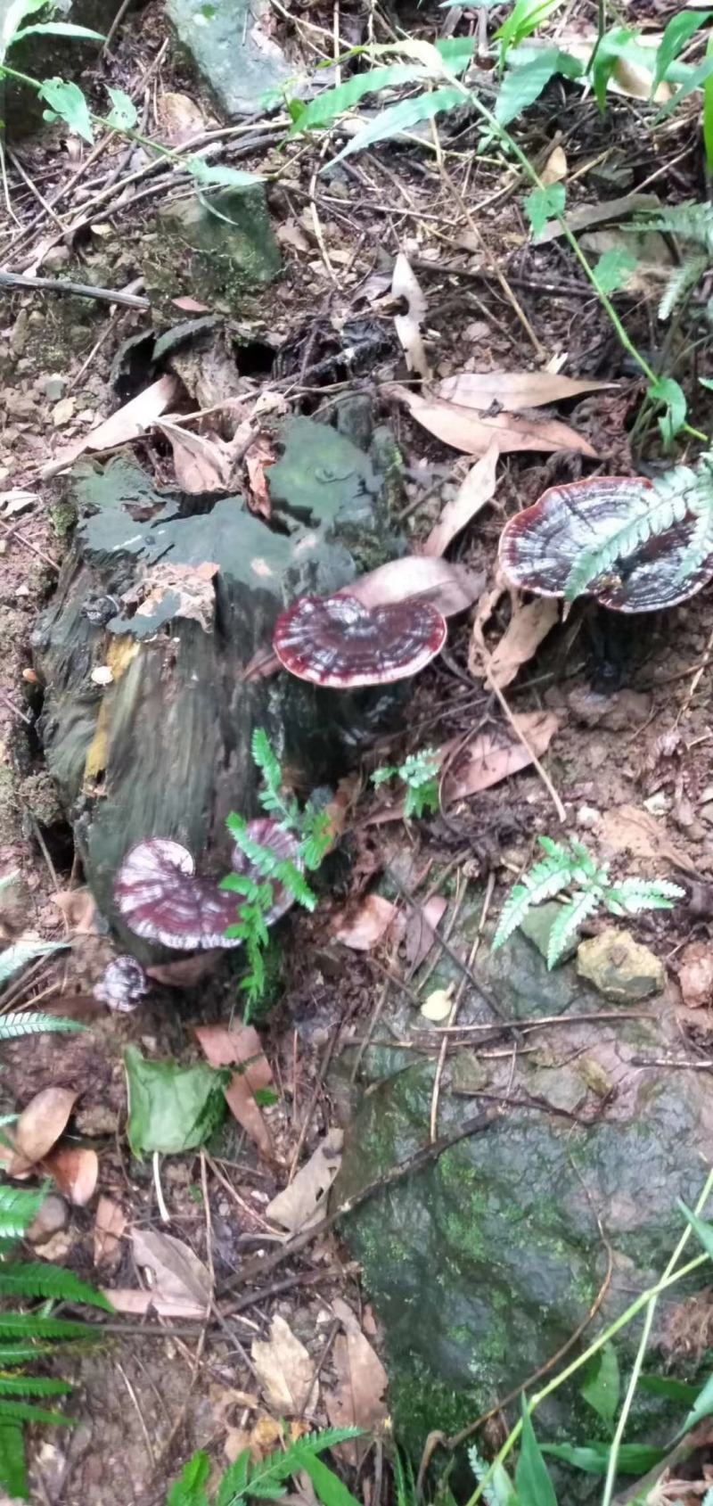 供应各种野生中药材，接单现挖。