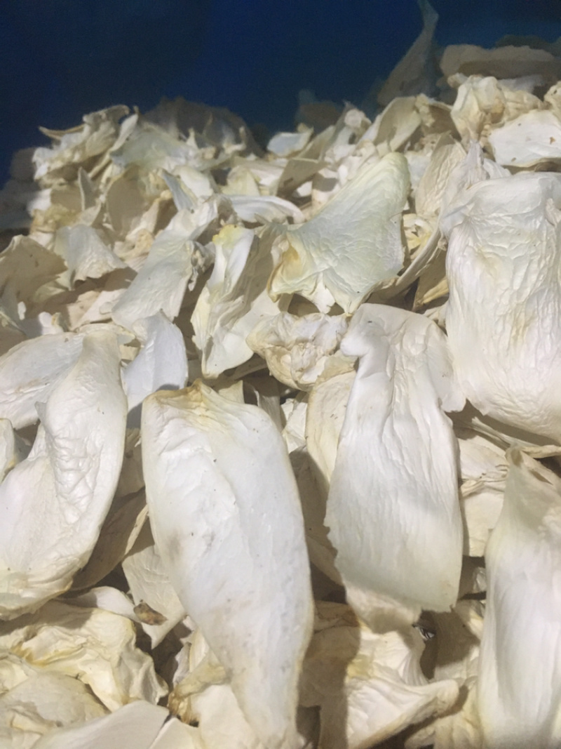 杏鲍菇片产地批发量大价优按需加工分选量大价优