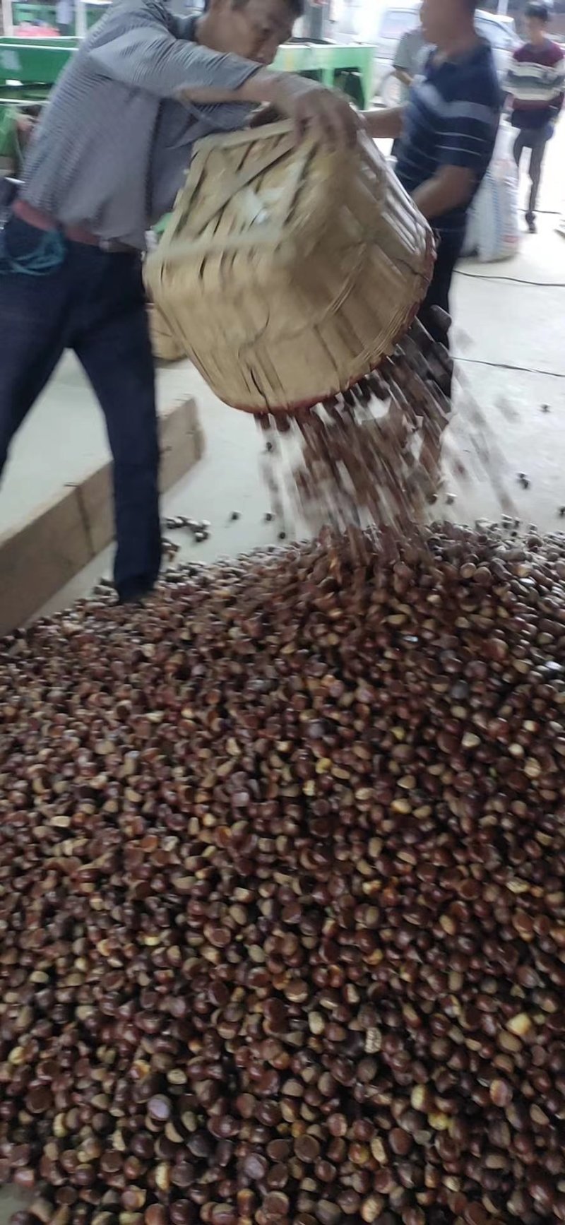 全年供应专业糖炒板栗原料内资好颜色好看口感香糯甜品种齐全