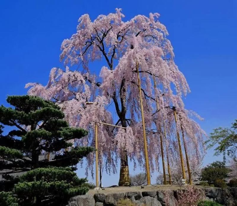 高分枝垂枝樱樱花（原生苗）
