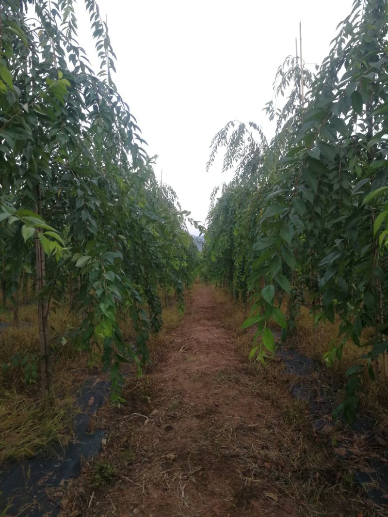 高分枝垂枝樱樱花（原生苗）