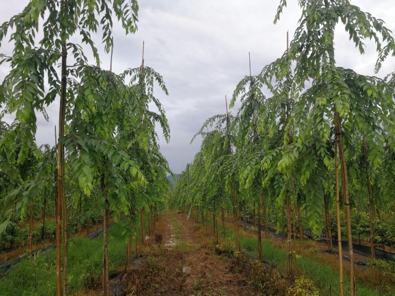 高分枝垂枝樱樱花（原生苗）