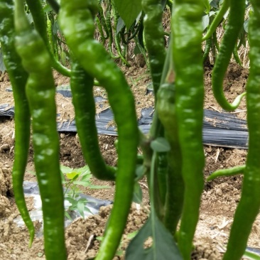 湘西辣椒6号辣椒和8号