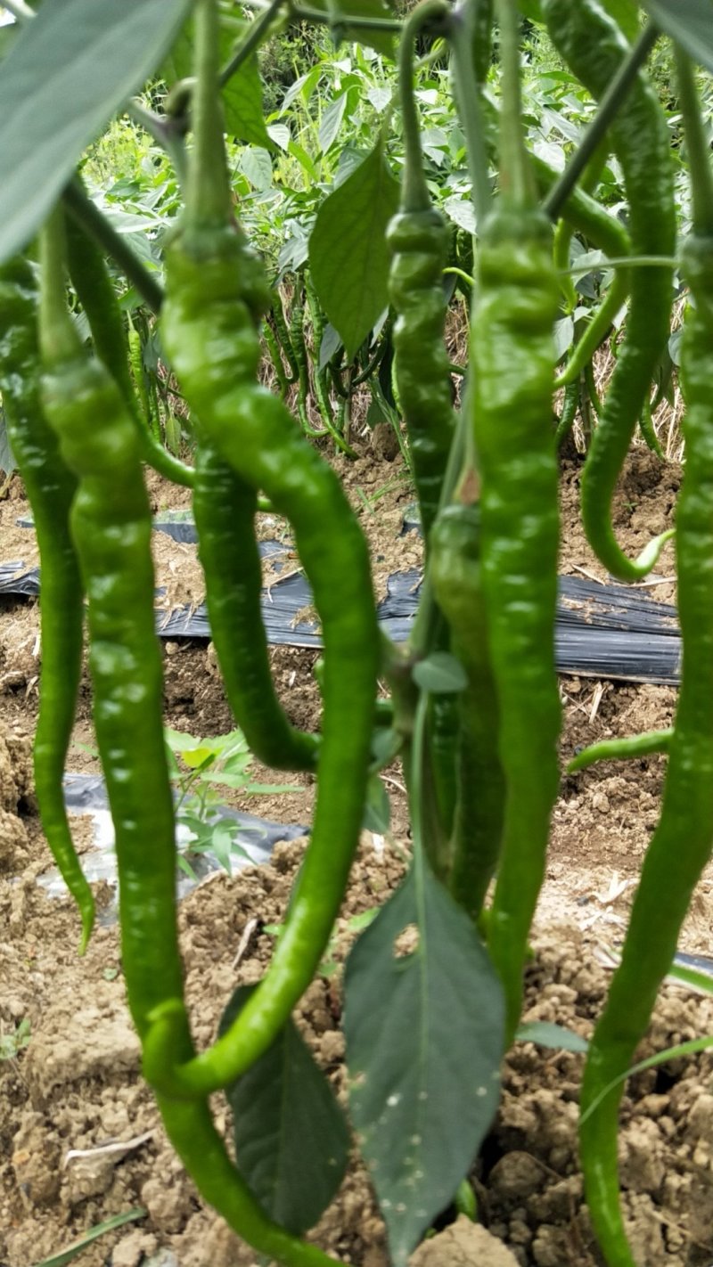 湘西辣椒6号辣椒和8号