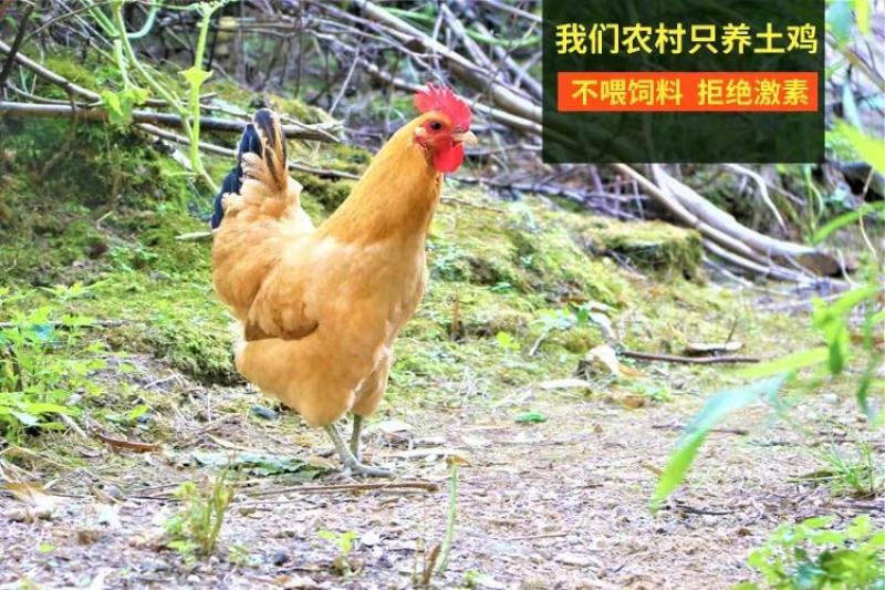 鸡，老母鸡，本地老母鸡，小脚本地鸡