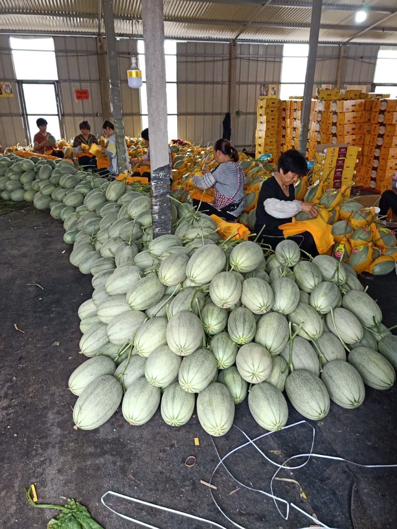 耀珑小蜜25哈蜜瓜质量好个头大皮薄肉红种植产地实力代收