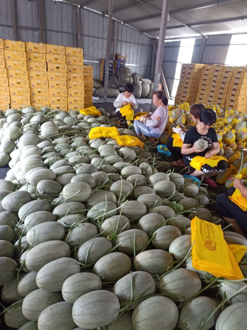耀珑小蜜25哈蜜瓜质量好个头大皮薄肉红种植产地实力代收