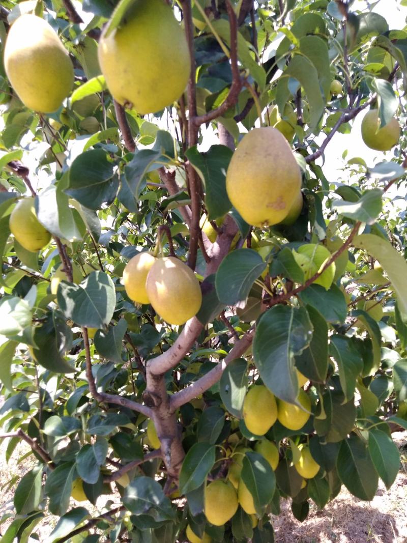 红香酥梨产地直采，物美价廉，质量保证大量上市