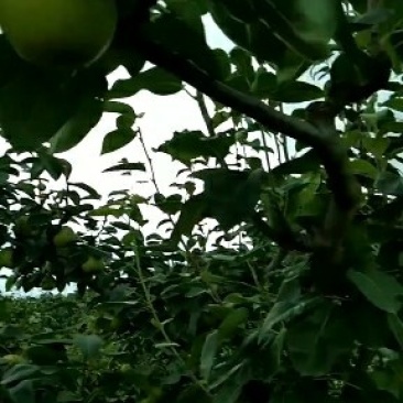 翠冠梨，果鲜味美果型好