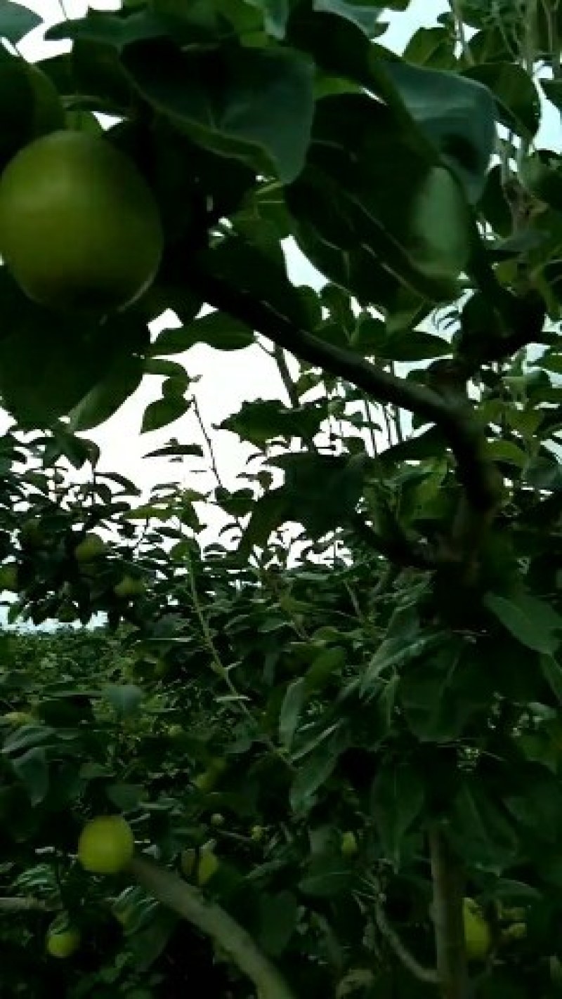 翠冠梨，果鲜味美果型好