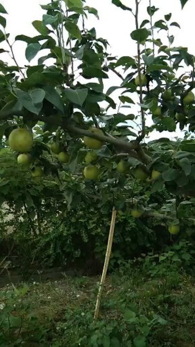 翠冠梨，果鲜味美果型好