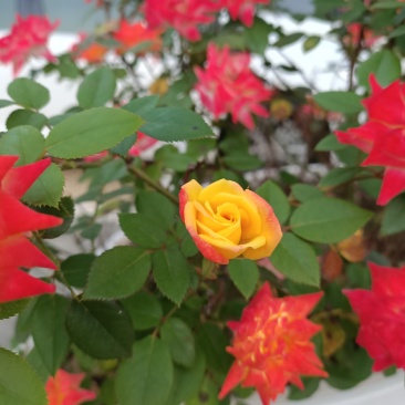 月季树1一5公月季花造型月季红花月季
