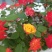 月季树1一5公月季花造型月季红花月季