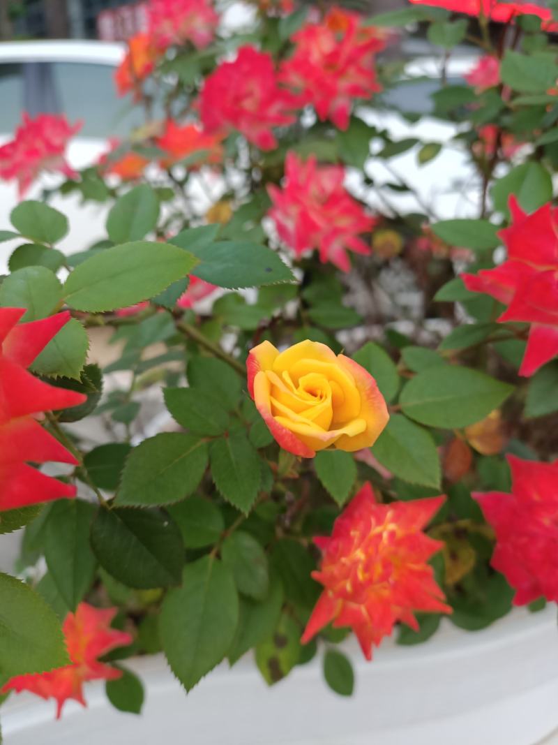 月季树1一5公月季花造型月季红花月季