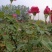 月季树1一5公月季花造型月季红花月季