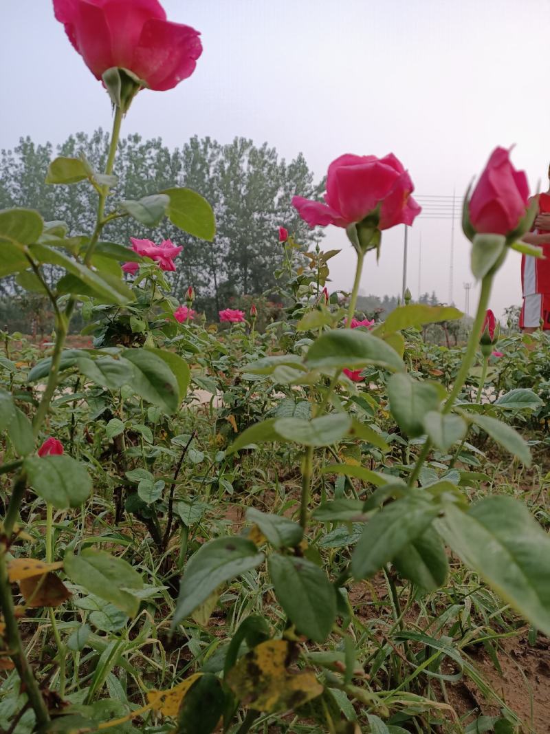 月季树1一5公月季花造型月季红花月季