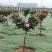 月季树1一5公月季花造型月季红花月季