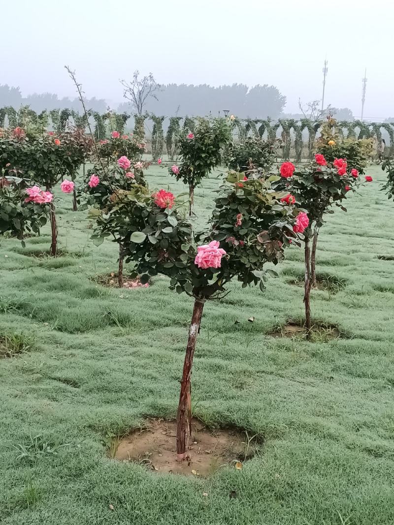 月季树1一5公月季花造型月季红花月季