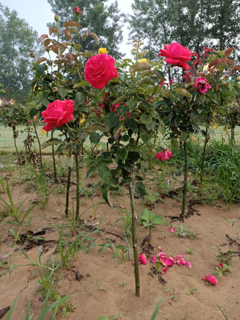 月季树1一5公月季花造型月季红花月季