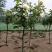 月季树1一5公月季花造型月季红花月季