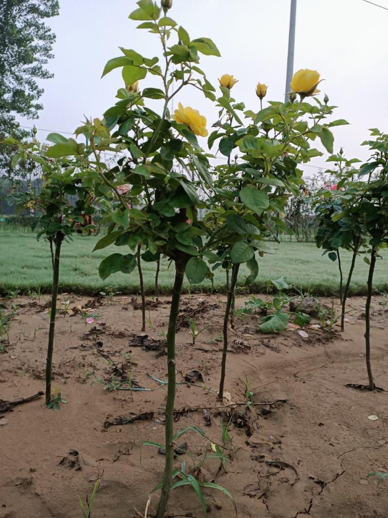 月季树1一5公月季花造型月季红花月季