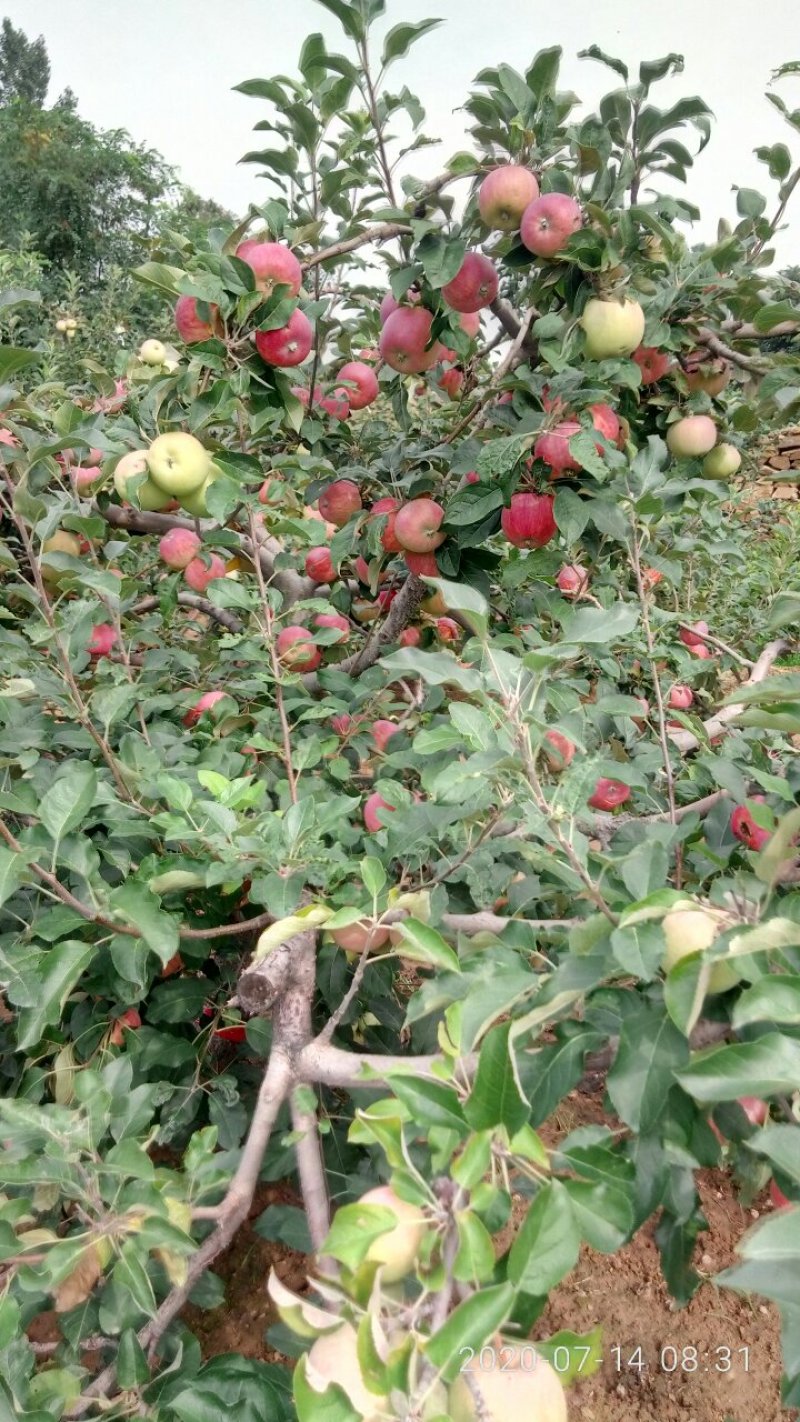 苹果金帅嗄啦红香焦秦阳美八